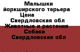 Малышки йоркширского терьера › Цена ­ 10 000 - Свердловская обл. Животные и растения » Собаки   . Свердловская обл.